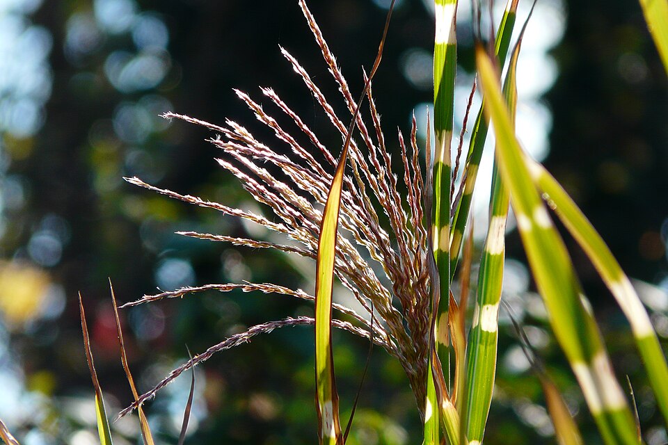 Miscanthus sinensis 'Zebrinus' (Zebra Grass) (alternate view 5)