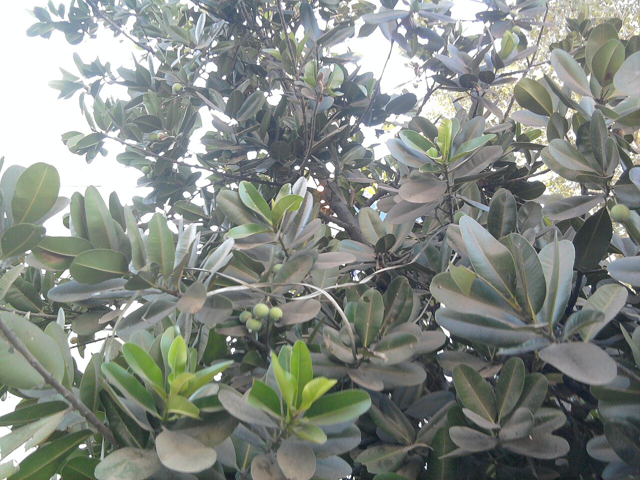 Calophyllum inophyllum, Kamani — spreading evergreen (Calophyllaceae) (image 2 of 7)