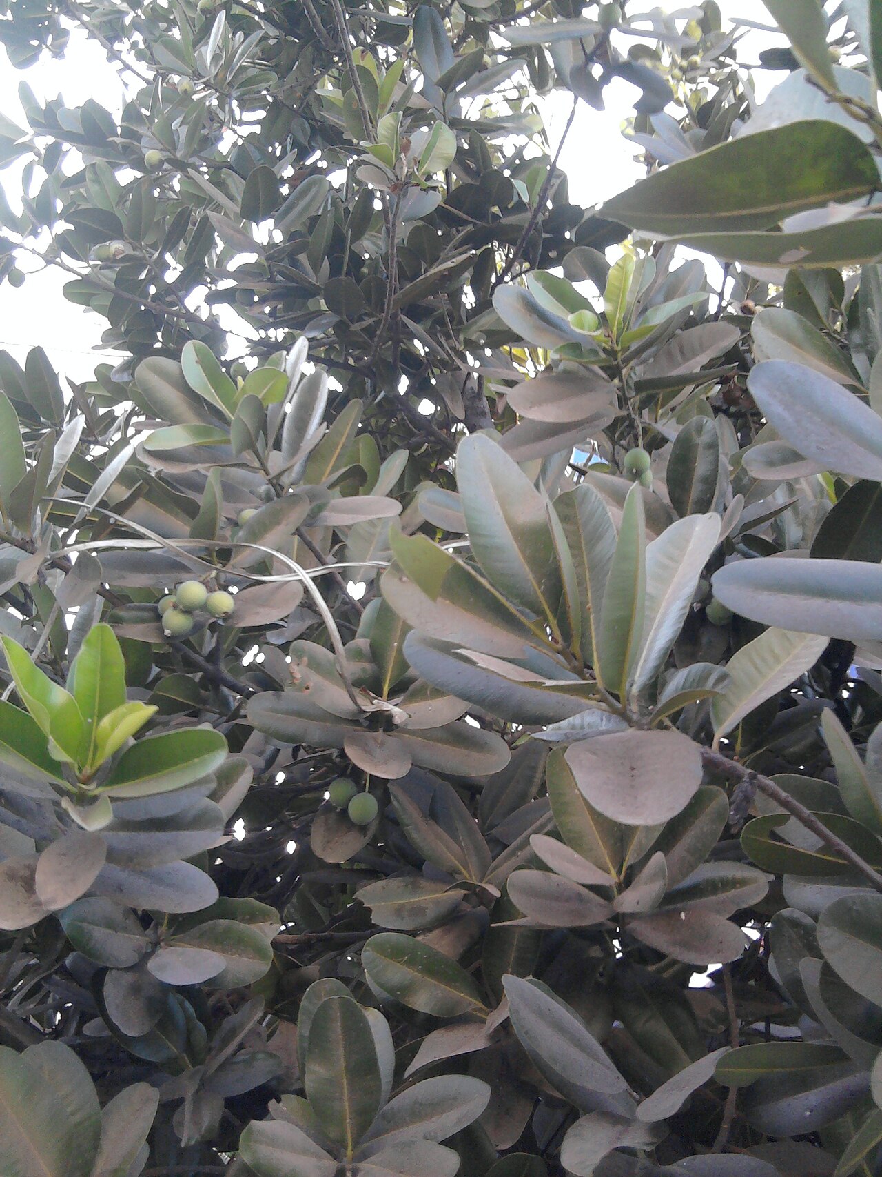 Calophyllum inophyllum, Kamani — spreading evergreen (Calophyllaceae) (image 3 of 7)