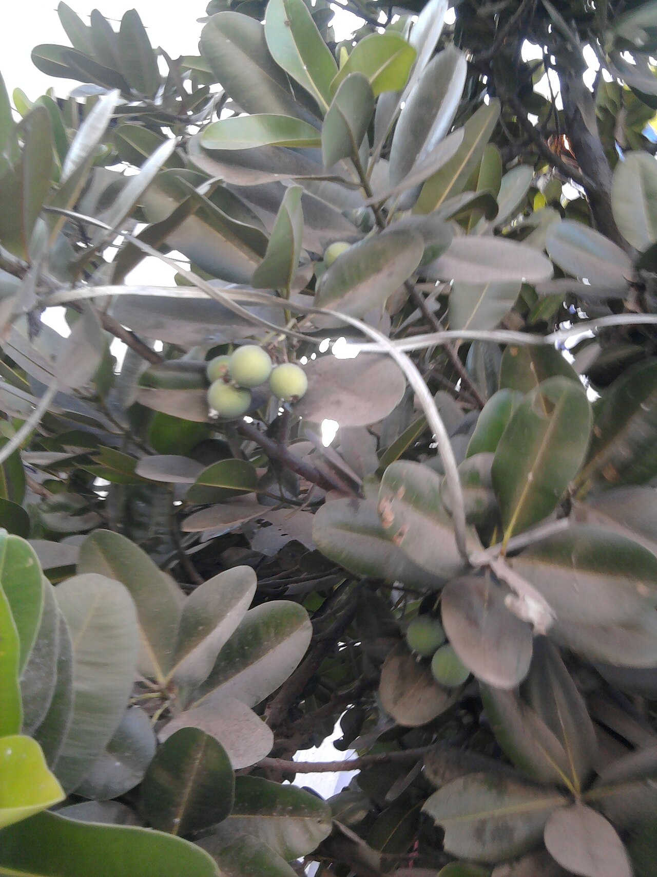 Calophyllum inophyllum, Kamani — spreading evergreen (Calophyllaceae) (image 4 of 7)