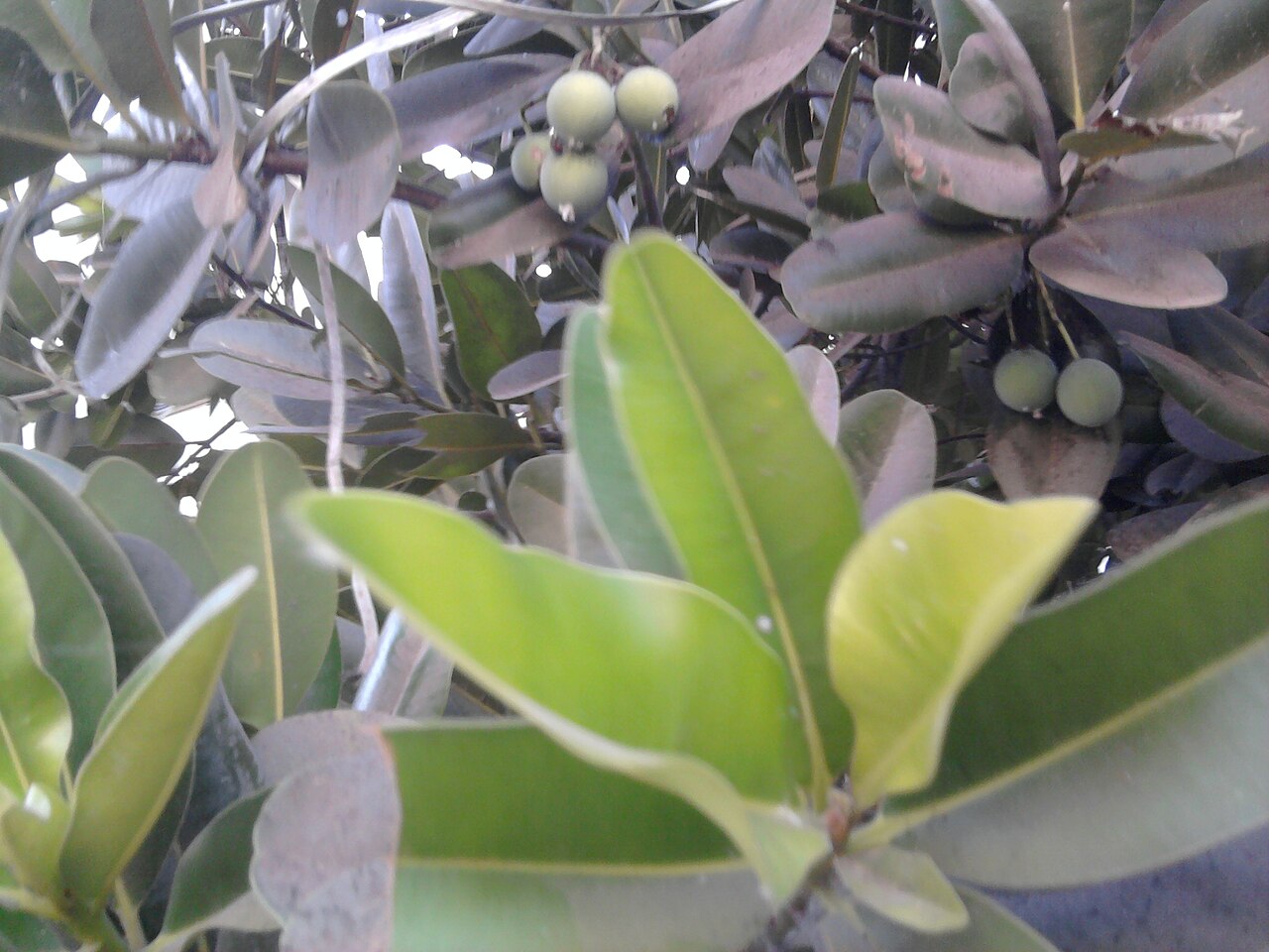 Calophyllum inophyllum, Kamani — spreading evergreen (Calophyllaceae) (image 5 of 7)