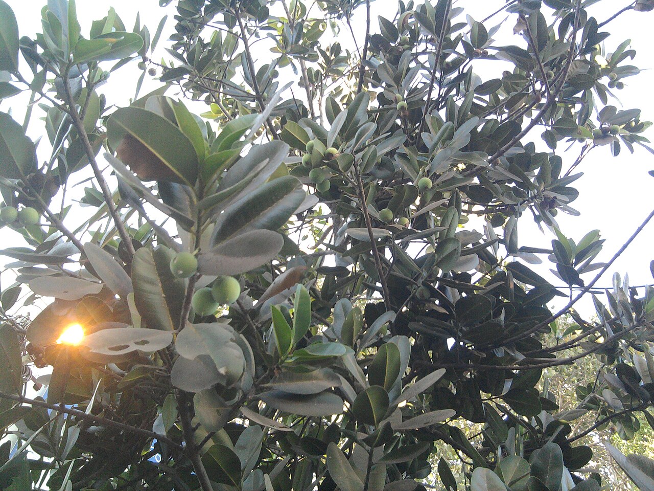 Calophyllum inophyllum, Kamani — spreading evergreen (Calophyllaceae) (image 6 of 7)