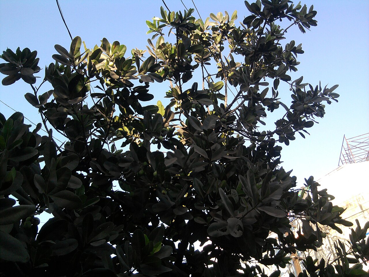 Calophyllum inophyllum, Kamani — spreading evergreen (Calophyllaceae) (image 7 of 7)