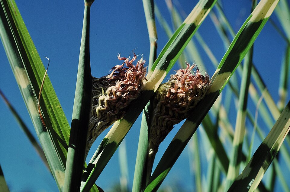 Miscanthus sinensis 'Strictus' (Porcupine Grass)