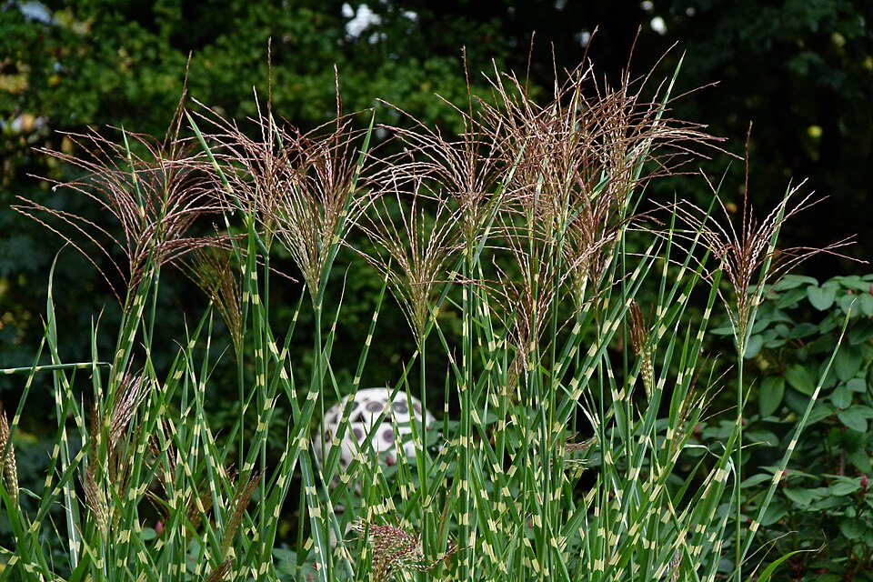 Miscanthus sinensis 'Strictus' (Porcupine Grass) (alternate view 2)