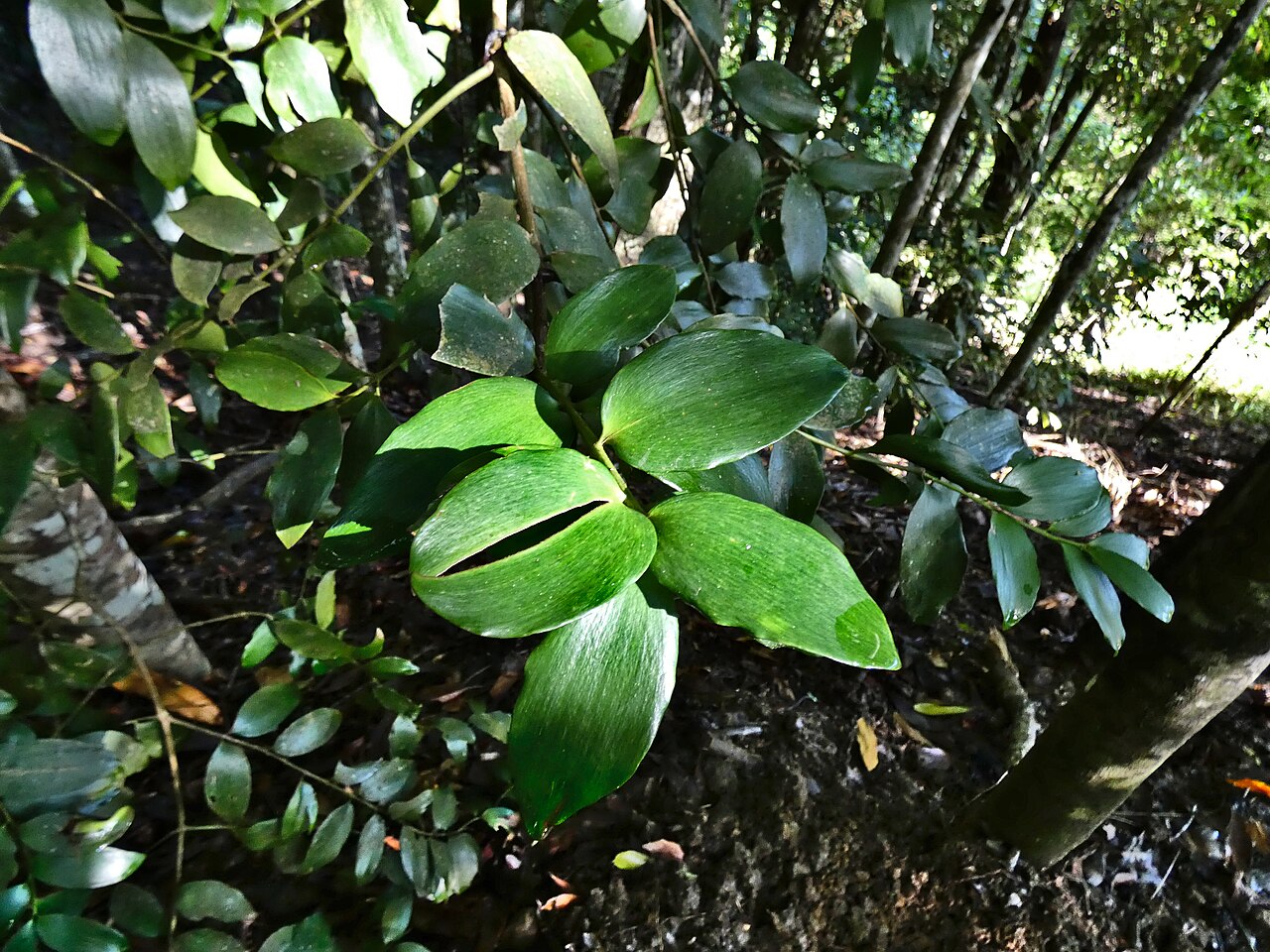 Agathis robusta, Queensland kauri — upright evergreen (Araucariaceae) (image 10 of 10)