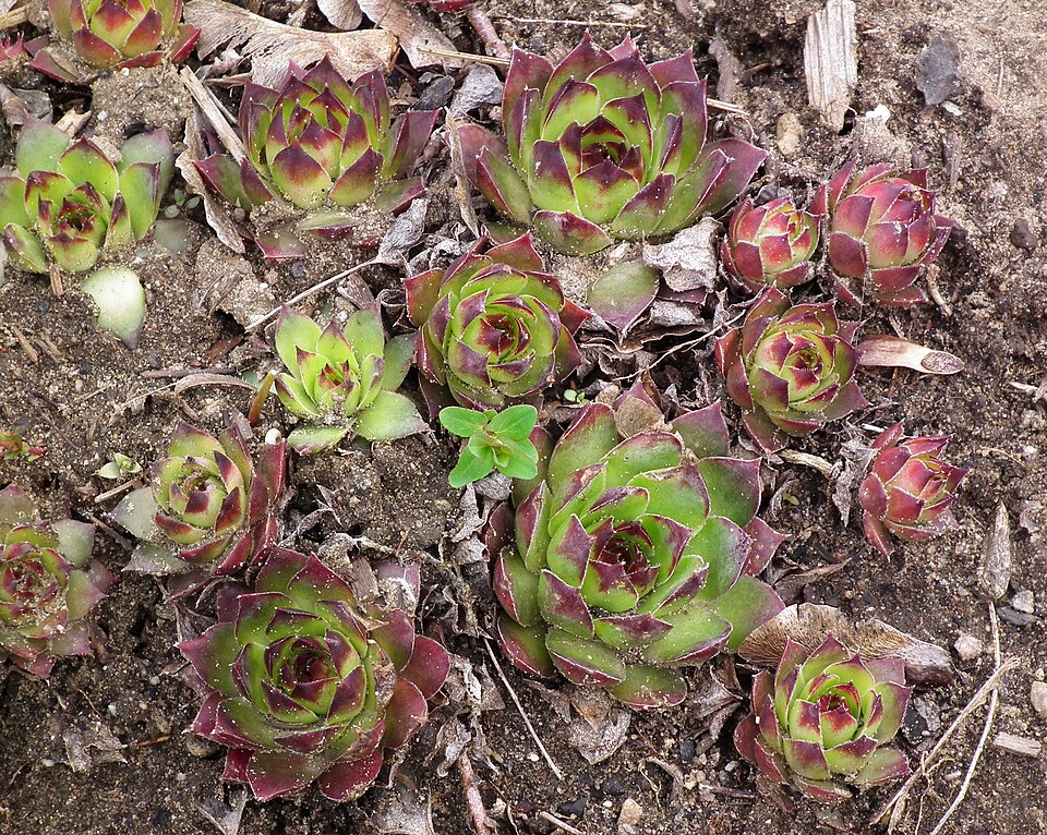 Sempervivum tectorum (Hens and Chicks) (alternate view 14)