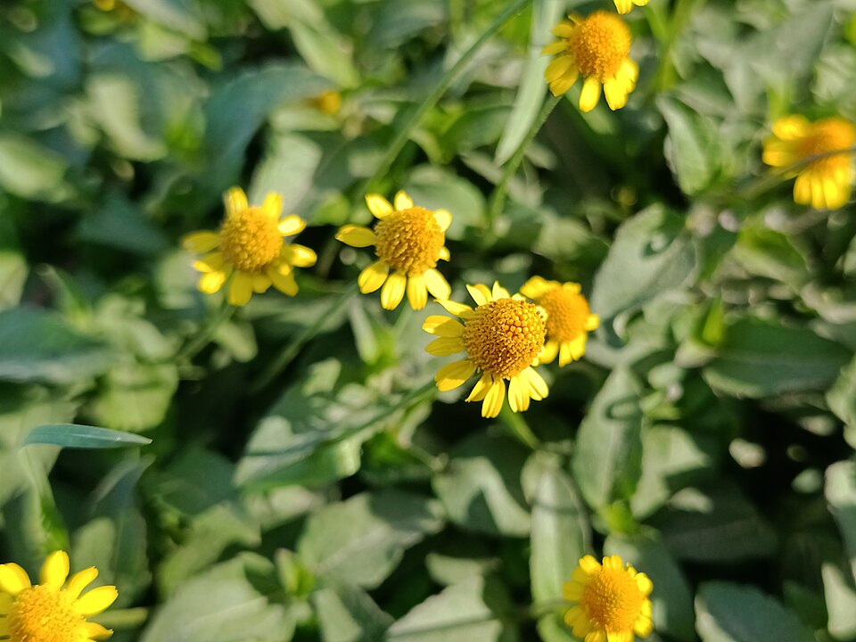 Acmella repens (Oppositeleaf Spotflower) (alternate view 10)