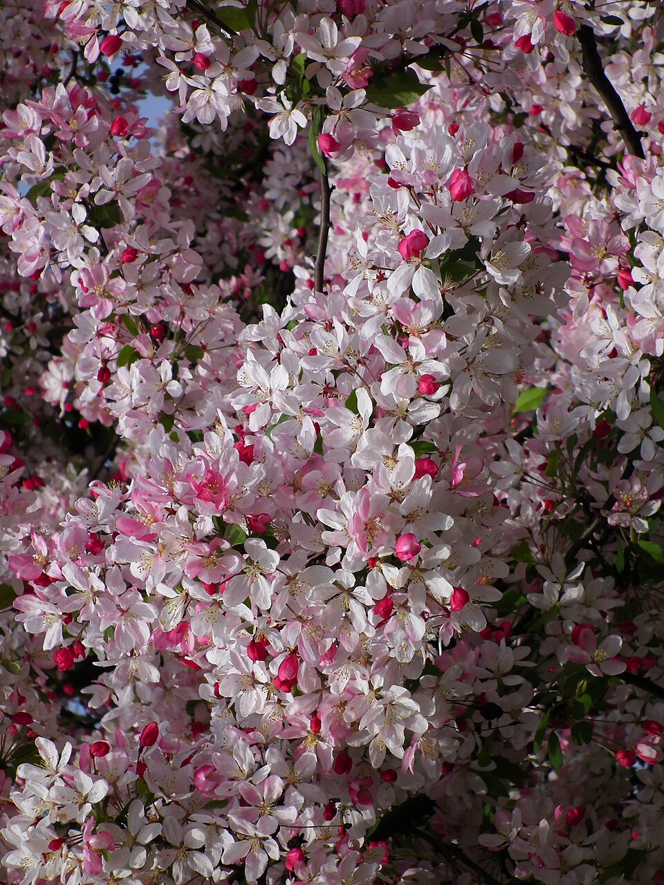 Malus × floribunda (Japanese Crabapple) (alternate view 14)