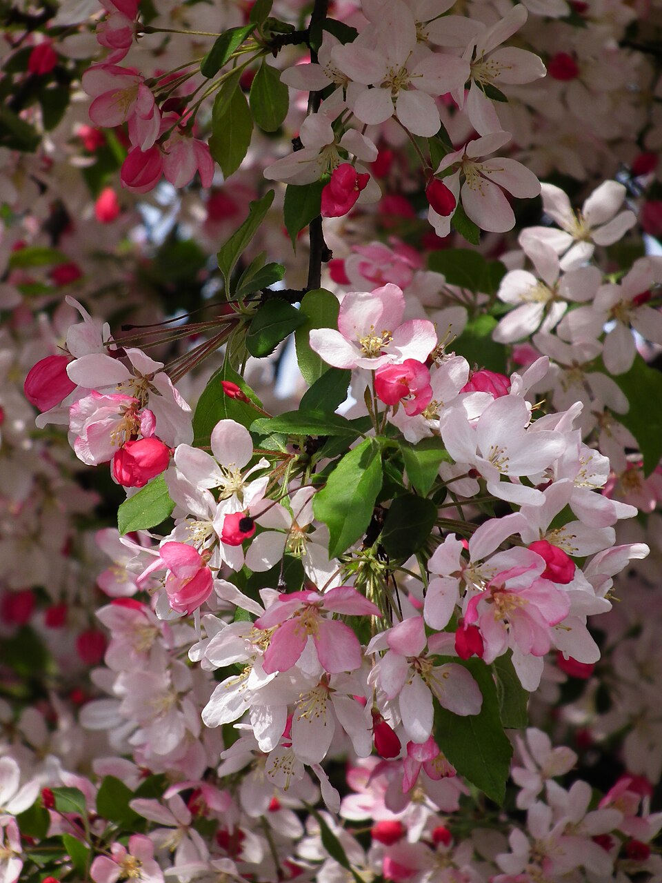 Malus × floribunda (Japanese Crabapple) (alternate view 15)