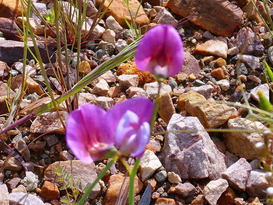 Lathyrus linifolius (Bitter Vetch)