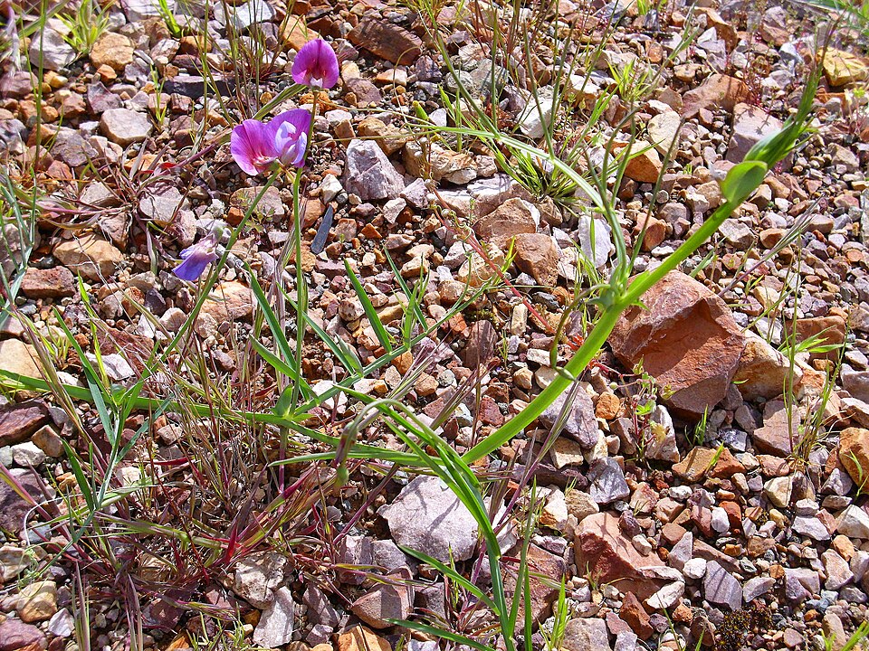 Lathyrus linifolius (Bitter Vetch)