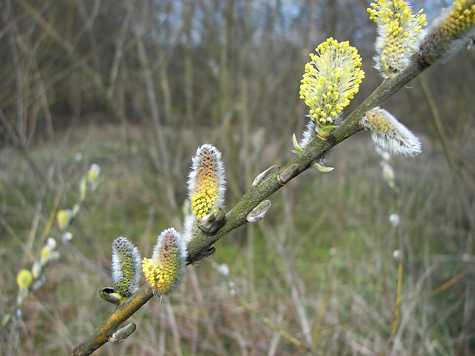 Salix viminalis (basket willow)