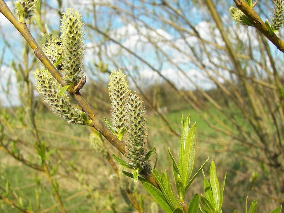 Salix viminalis (basket willow)