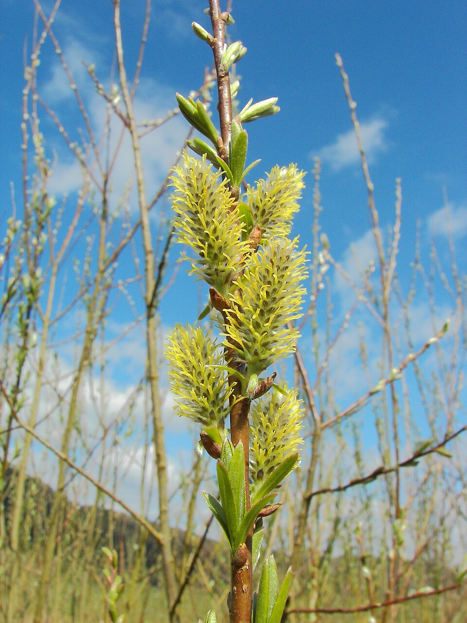 Salix viminalis (basket willow)