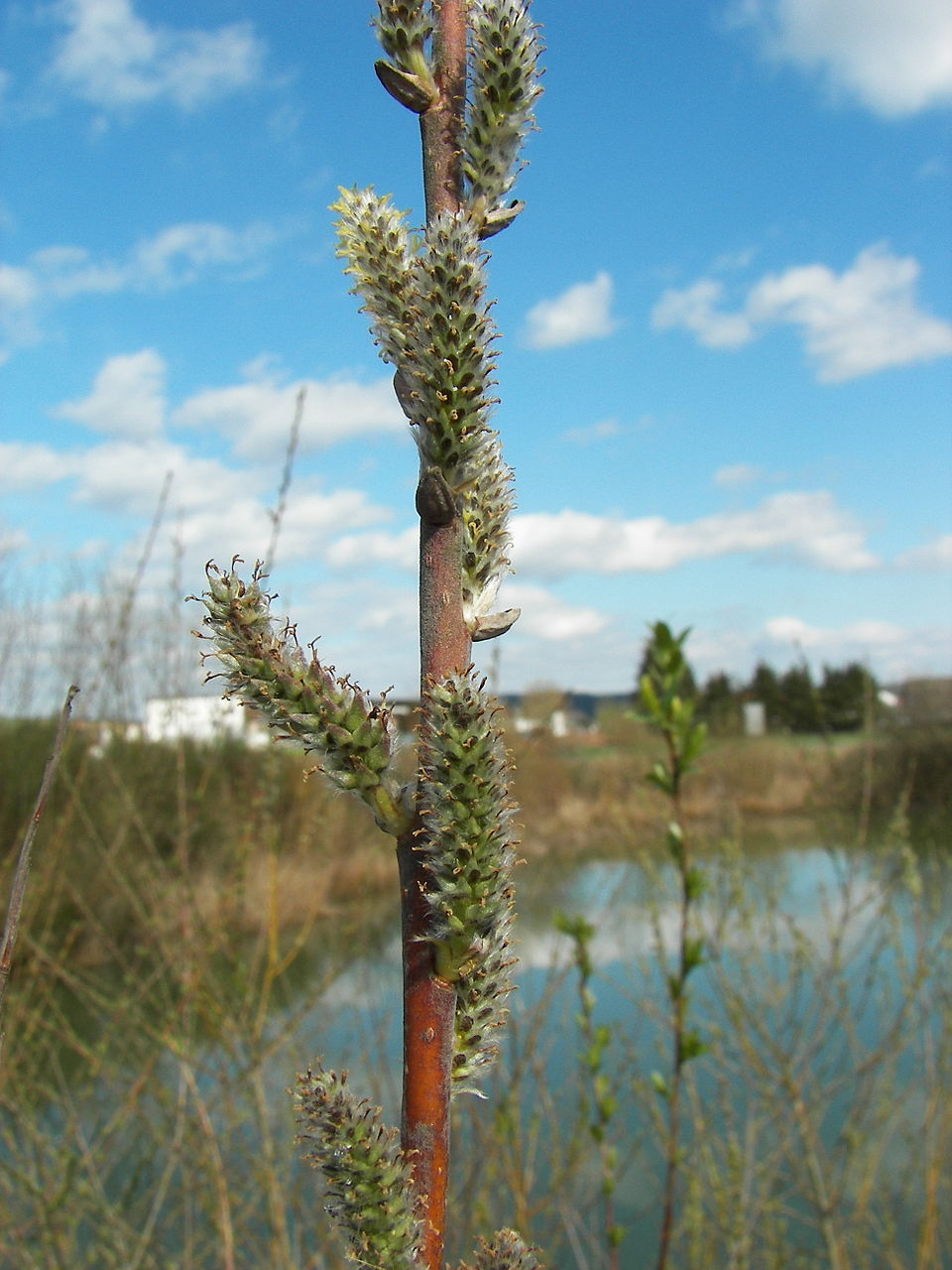 Salix viminalis (basket willow)