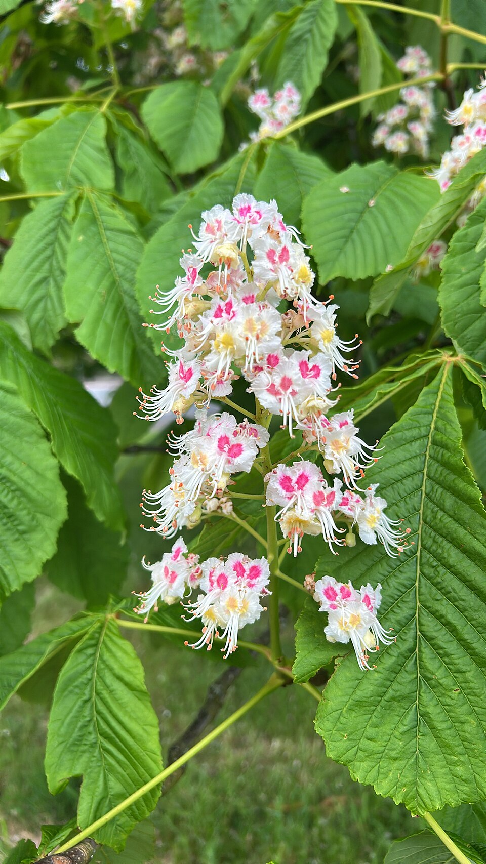Aesculus hippocastanum (horse chestnut) (alternate view 6)