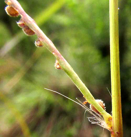 Paspalum (Paspalum) (alternate view 4)