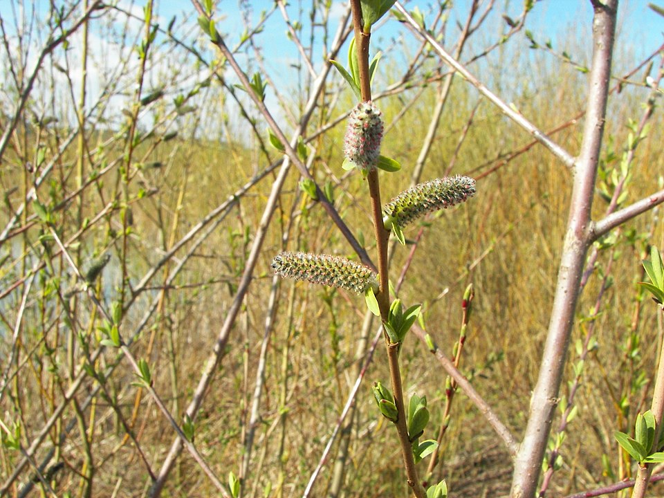 Salix purpurea (Purple Willow) (alternate view 9)