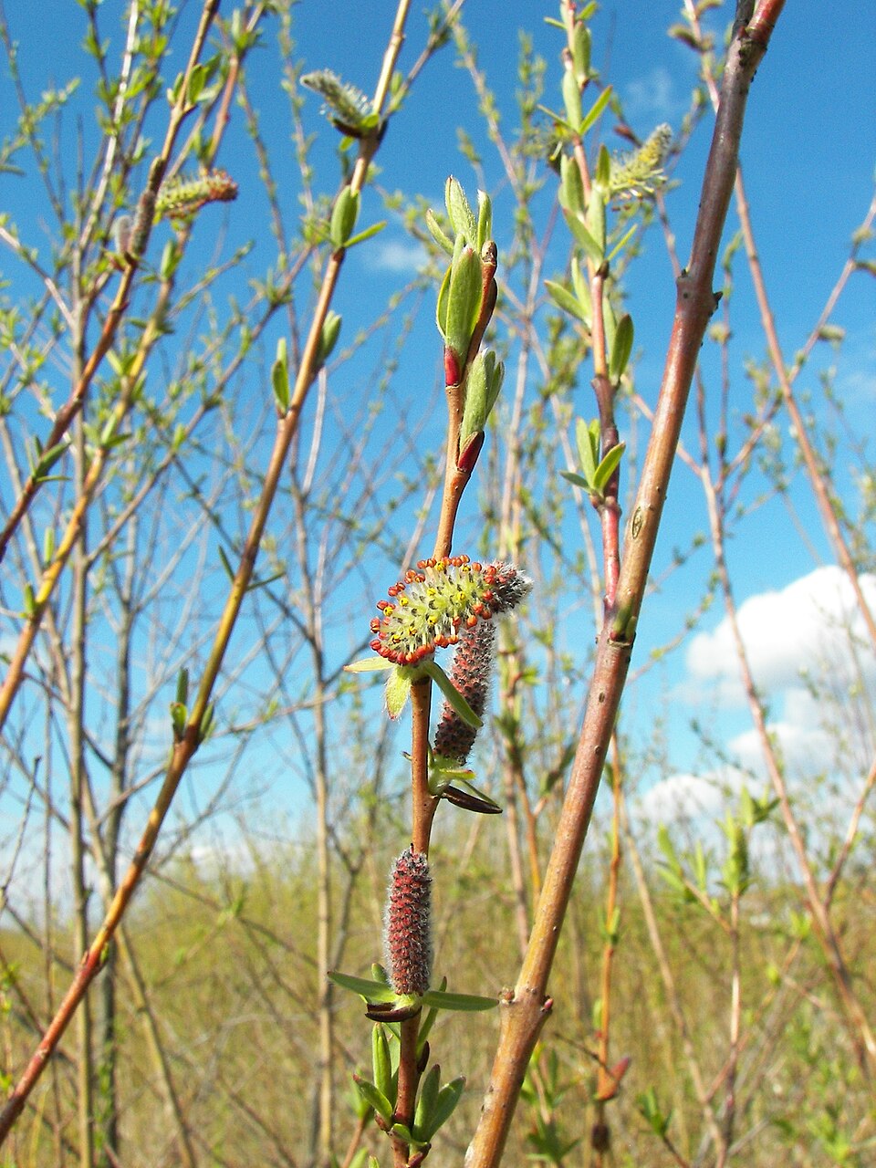 Salix purpurea (Purple Willow) (alternate view 10)