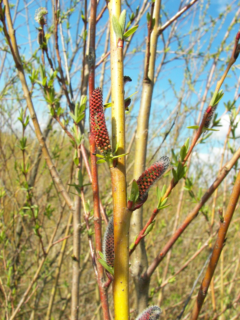 Salix purpurea (Purple Willow) (alternate view 11)