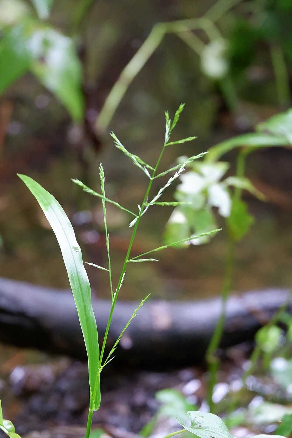Panicum (panicgrasses) (alternate view 2)