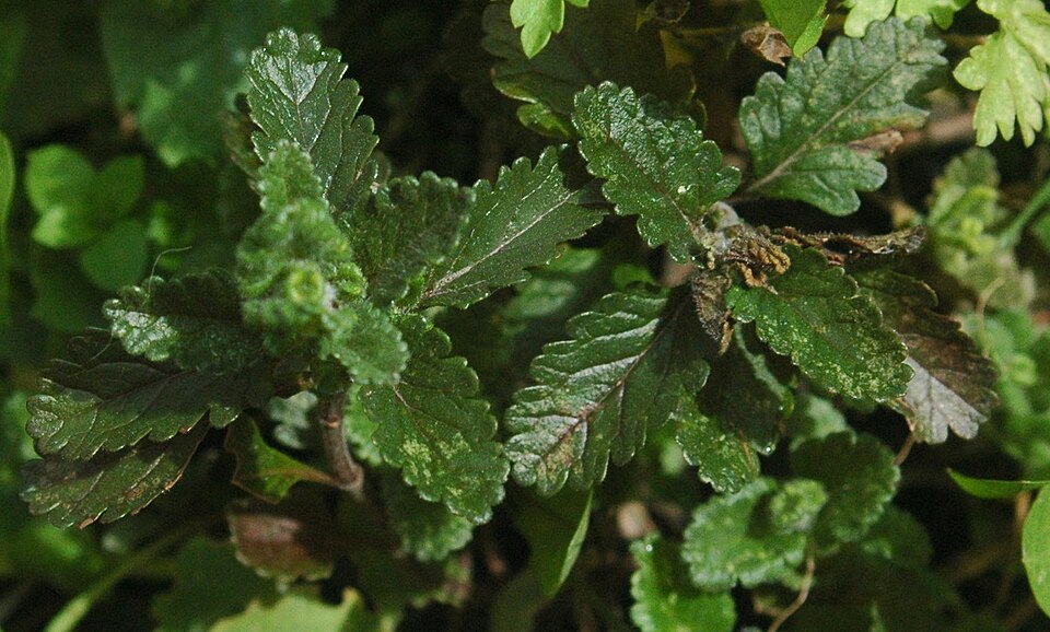 Teucrium chamaedrys (Wall Germander) (alternate view 9)