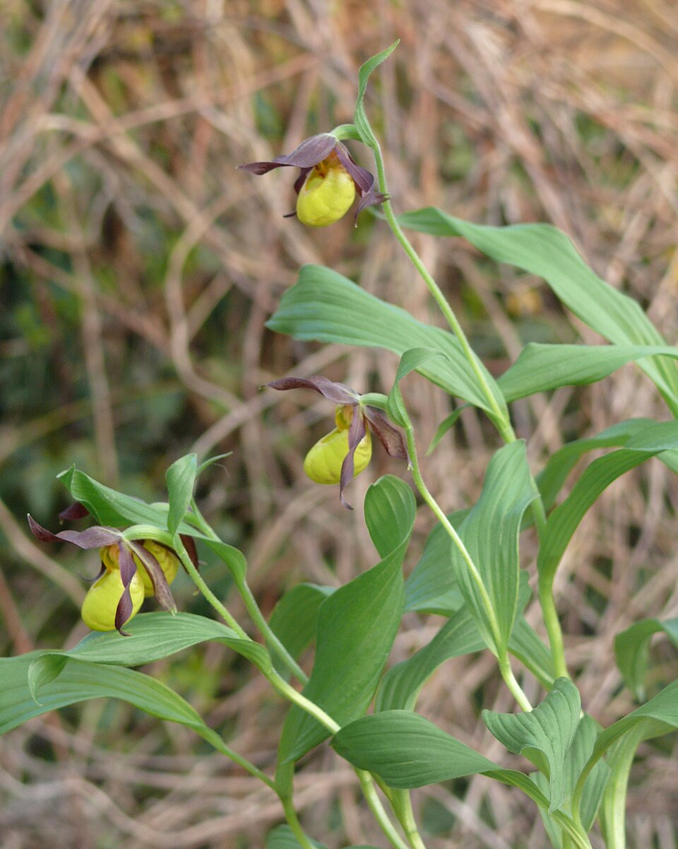 Cypripedium parviflorum (yellow lady's slipper) (alternate view 7)