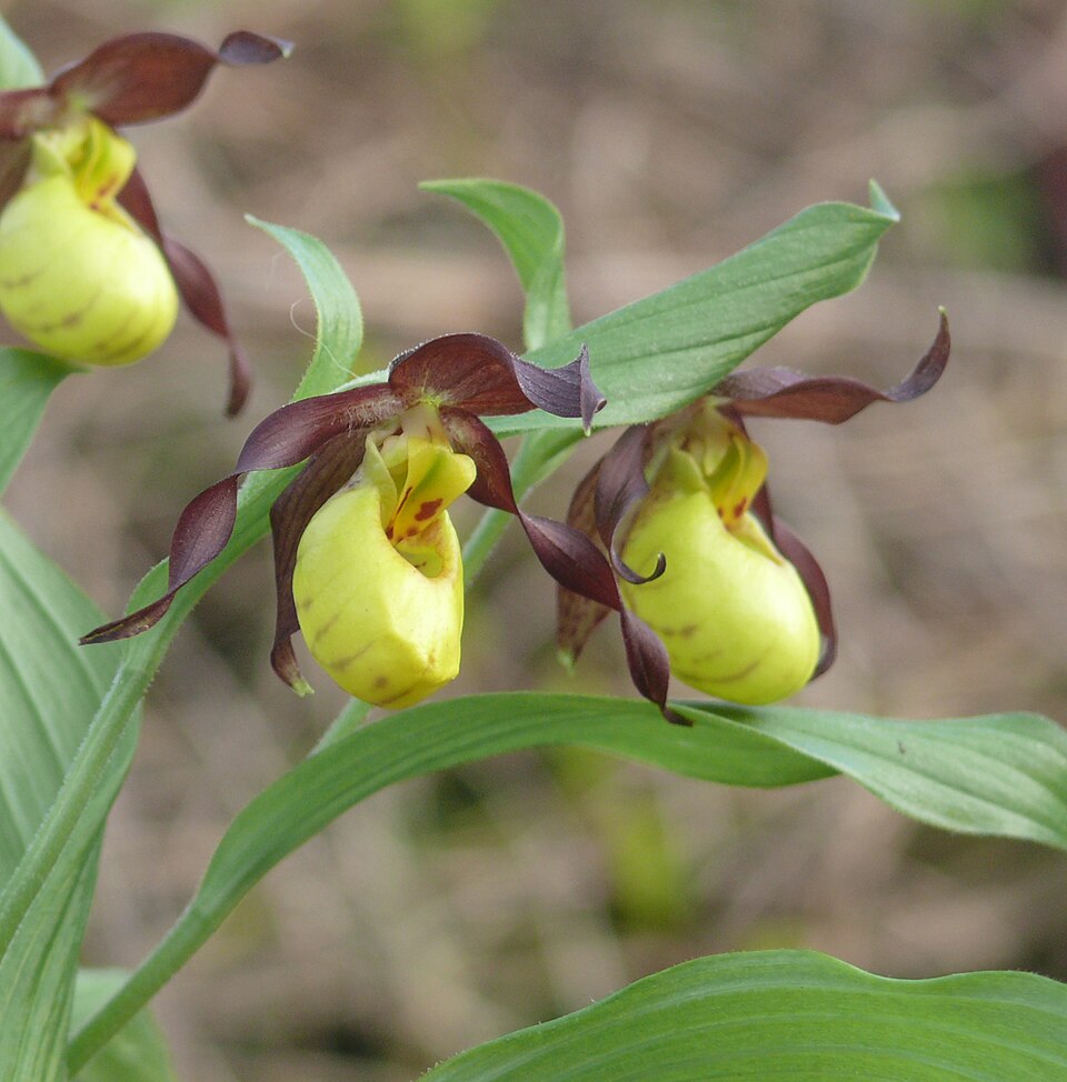 Cypripedium parviflorum (yellow lady's slipper) (alternate view 8)