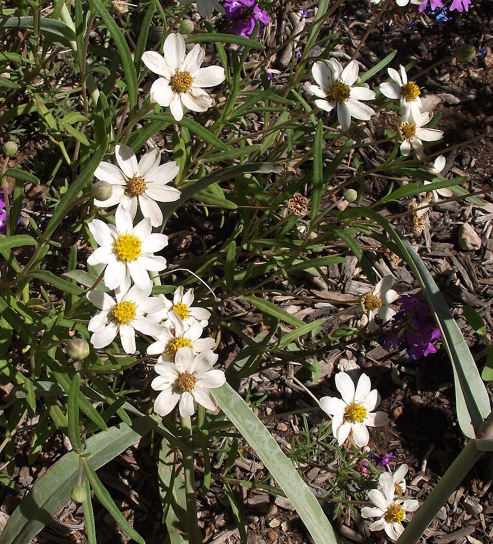 Melampodium leucanthum (blackfoot daisy) (alternate view 7)