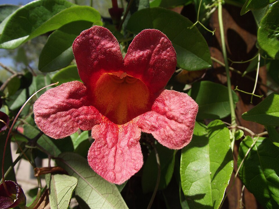 Bignonia capreolata 'Tangerine Beauty' (Tangerine Beauty Crossvine) (alternate view 4)