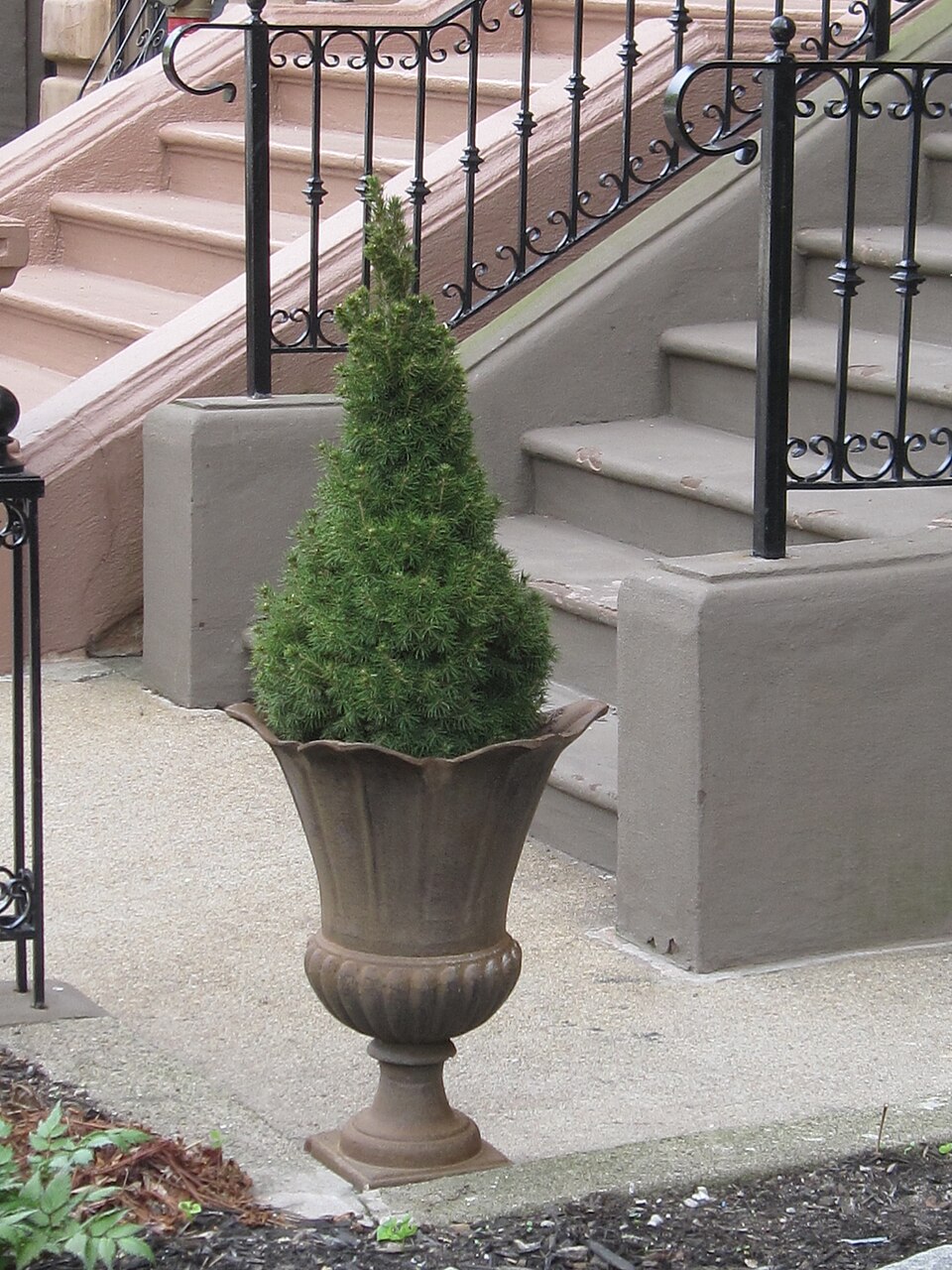 Picea glauca 'Conica' (Dwarf Alberta Spruce) (alternate view 2)