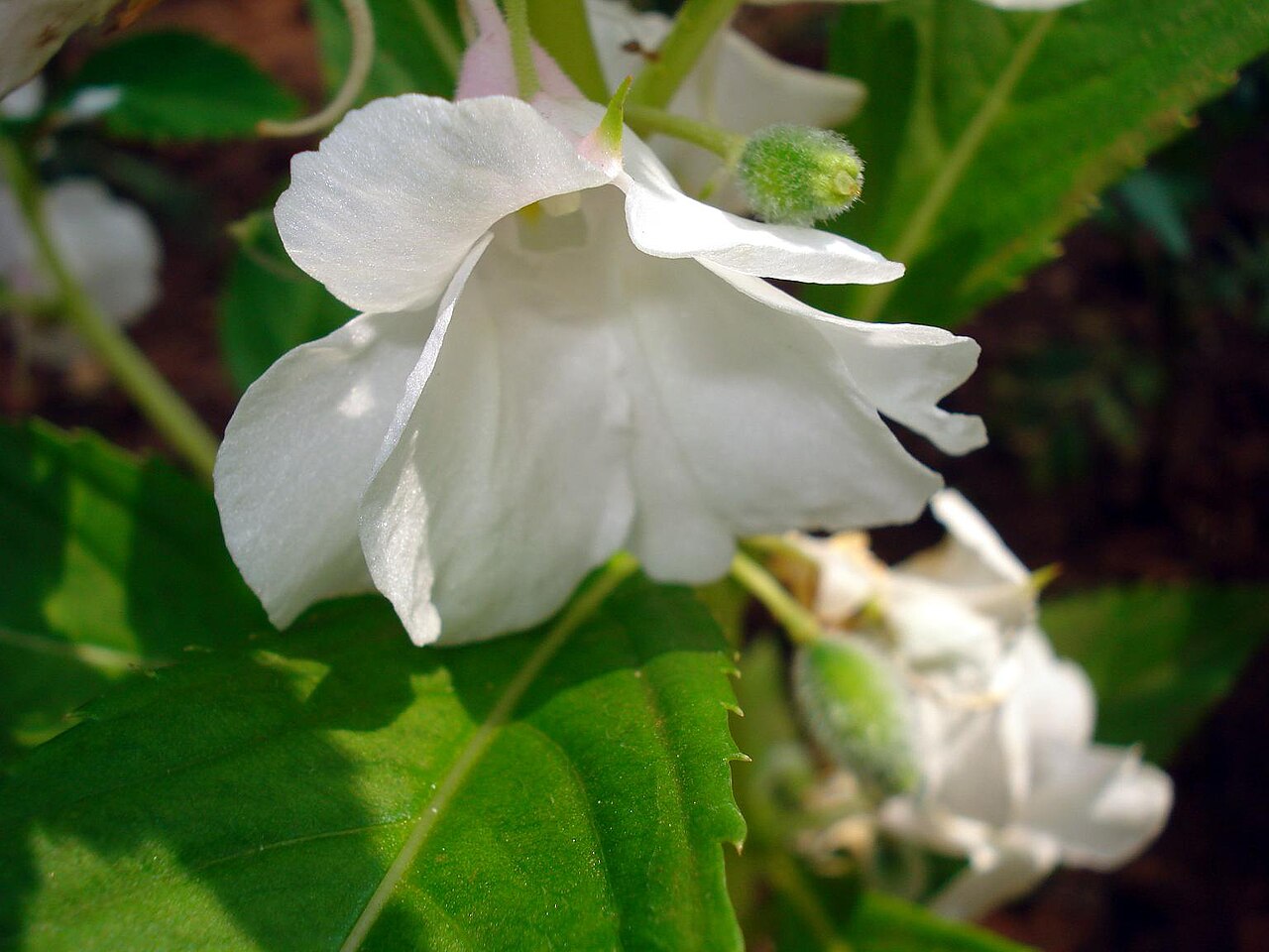 Impatiens balsamina, Garden balsam — upright (Balsaminaceae) (image 7 of 8)