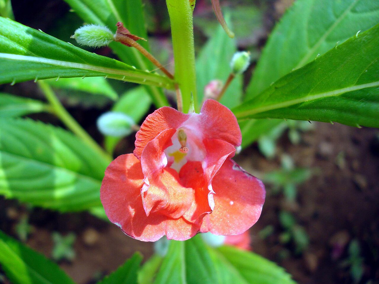 Impatiens balsamina, Garden balsam — upright (Balsaminaceae) (image 8 of 8)