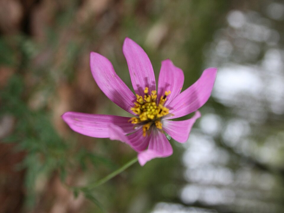 Cosmos (Cosmoses) (alternate view 2)