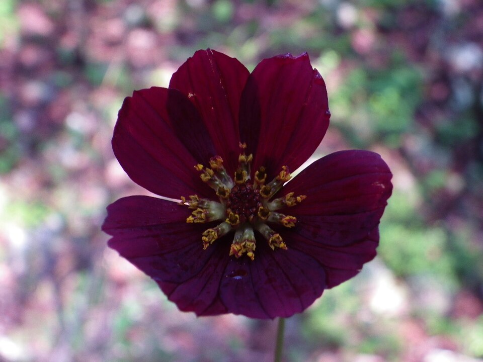 Cosmos (Cosmoses) (alternate view 3)