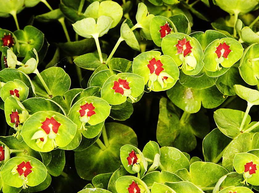 Euphorbia martini (Martin's Spurge)