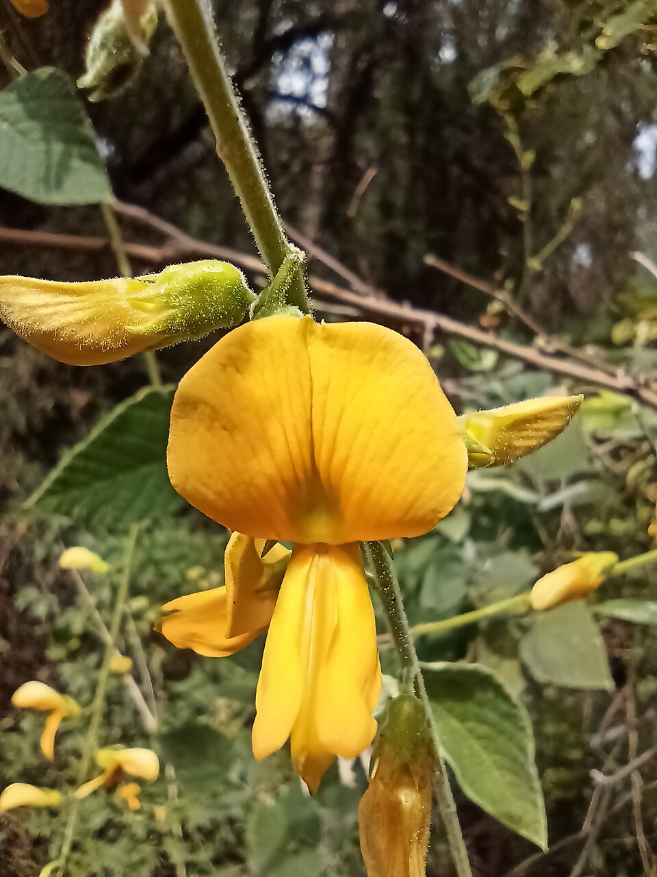 Rhynchosia (Snoutbeans) (alternate view 3)