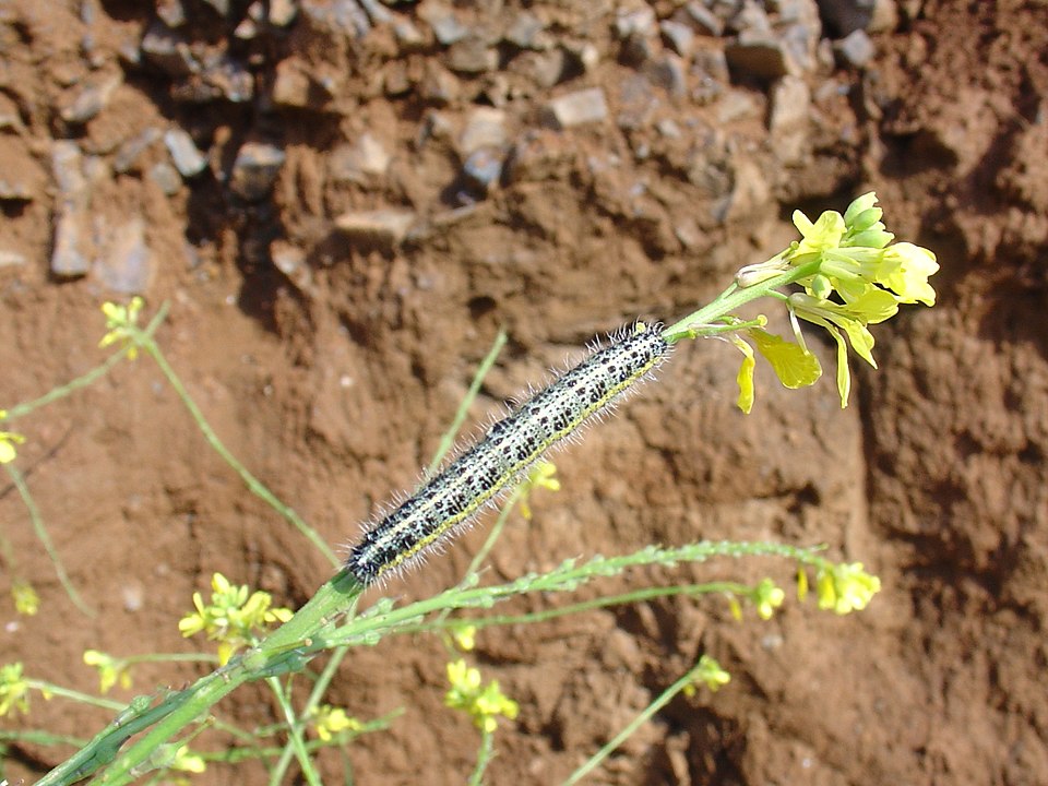 Rapistrum rugosum (annual bastard cabbage) (alternate view 8)