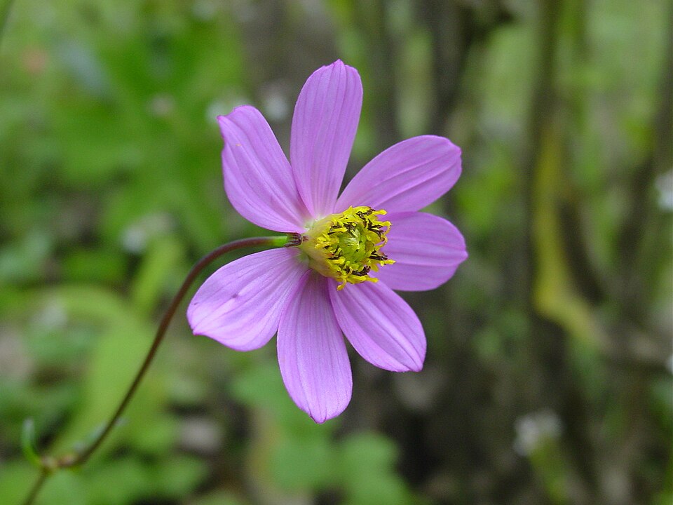 Cosmos (Cosmoses) (alternate view 4)