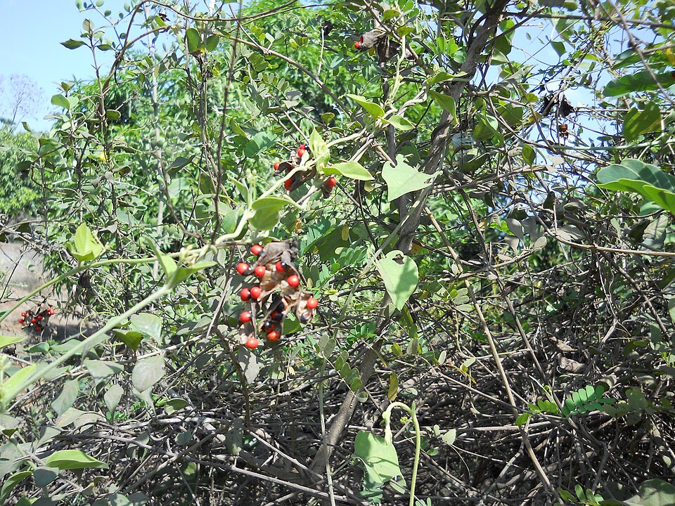 Abrus precatorius (rosary pea) (alternate view 9)