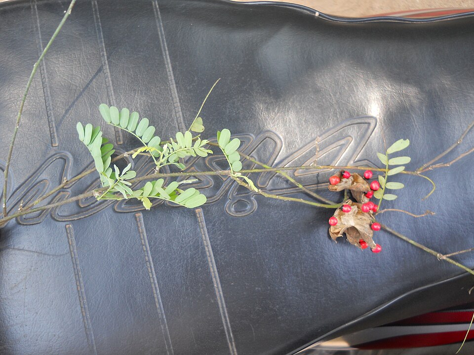 Abrus precatorius (rosary pea) (alternate view 10)