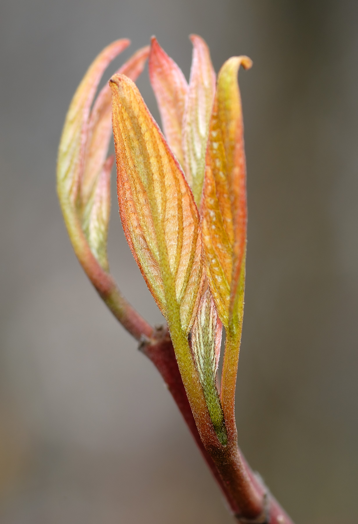 Cornus alba, Red-barked dogwood — upright deciduous (Cornaceae) (image 2 of 10)