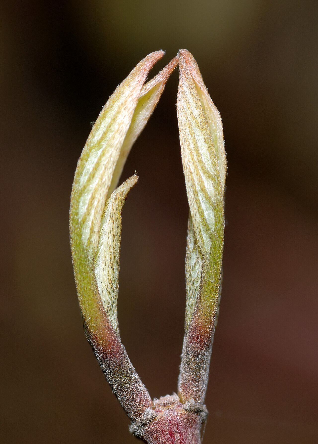 Cornus alba, Red-barked dogwood — upright deciduous (Cornaceae) (image 3 of 10)