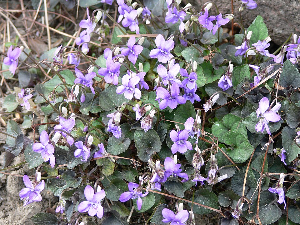 Viola labradorica (Labrador violet)