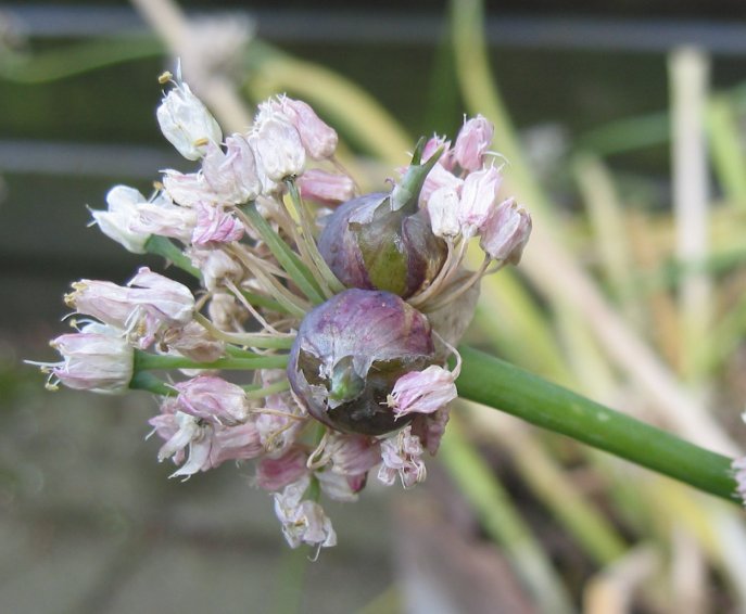 Allium proliferum (tree onion) (alternate view 4)