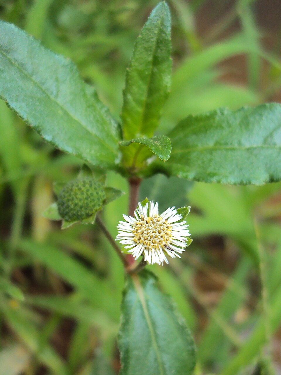 Eclipta prostrata (False Daisy) (alternate view 9)