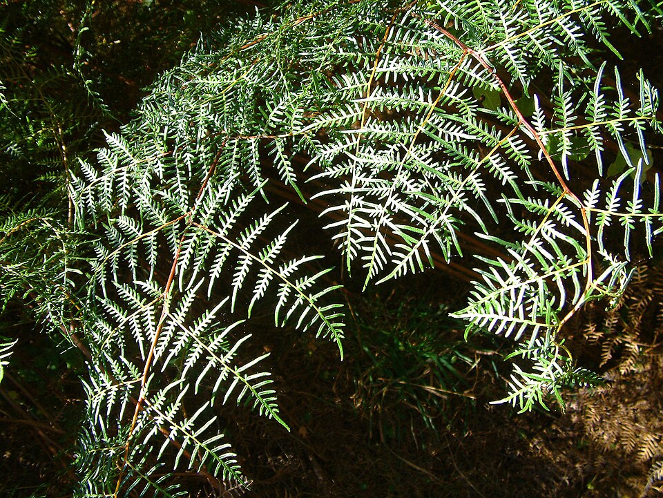 Pteridium esculentum (Austral Bracken) (alternate view 3)