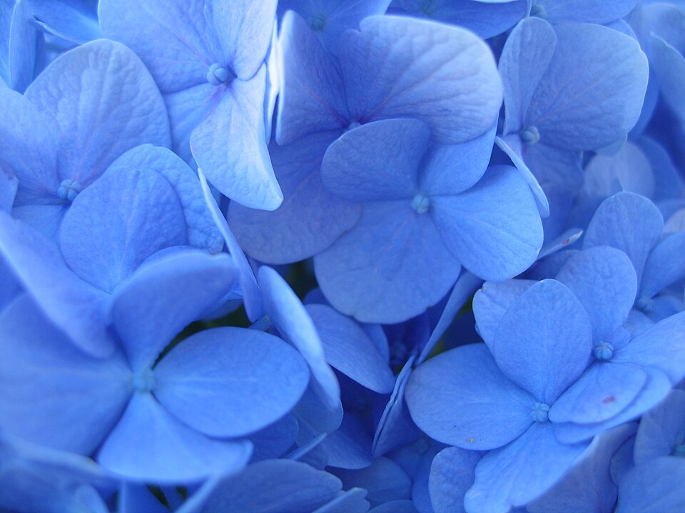 Hydrangea macrophylla 'Nikko Blue' (Nikko Blue Hydrangea)