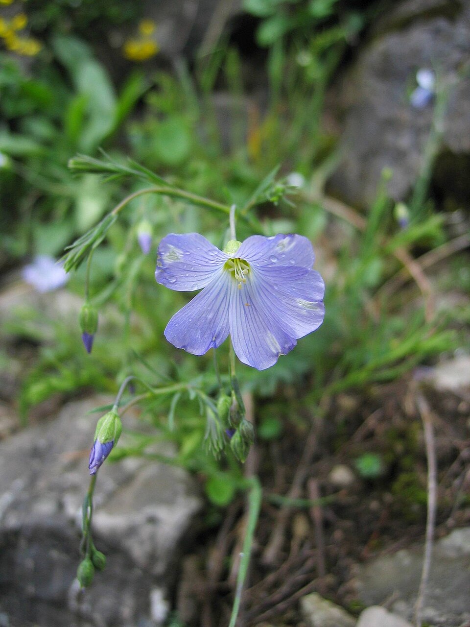 Linum perenne (alternate view 11)
